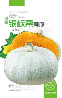 短蔓银板栗南瓜