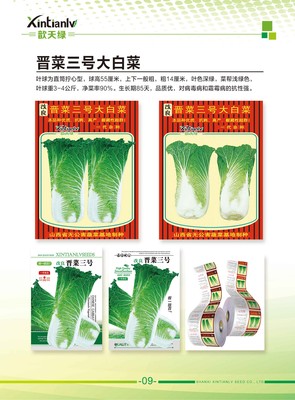 晋菜三号大白菜