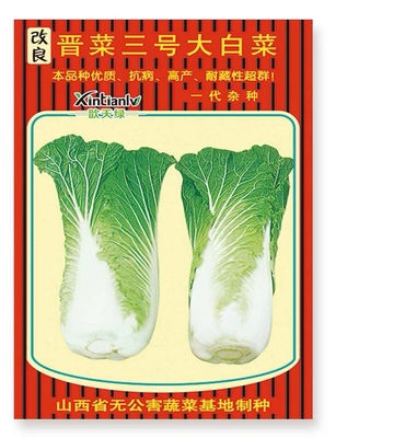 改良晋菜三号大白菜